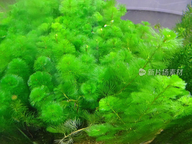 羽状绿色淡水水族植物/池塘草，卡罗来纳粉草(卡邦巴)，鱼缸